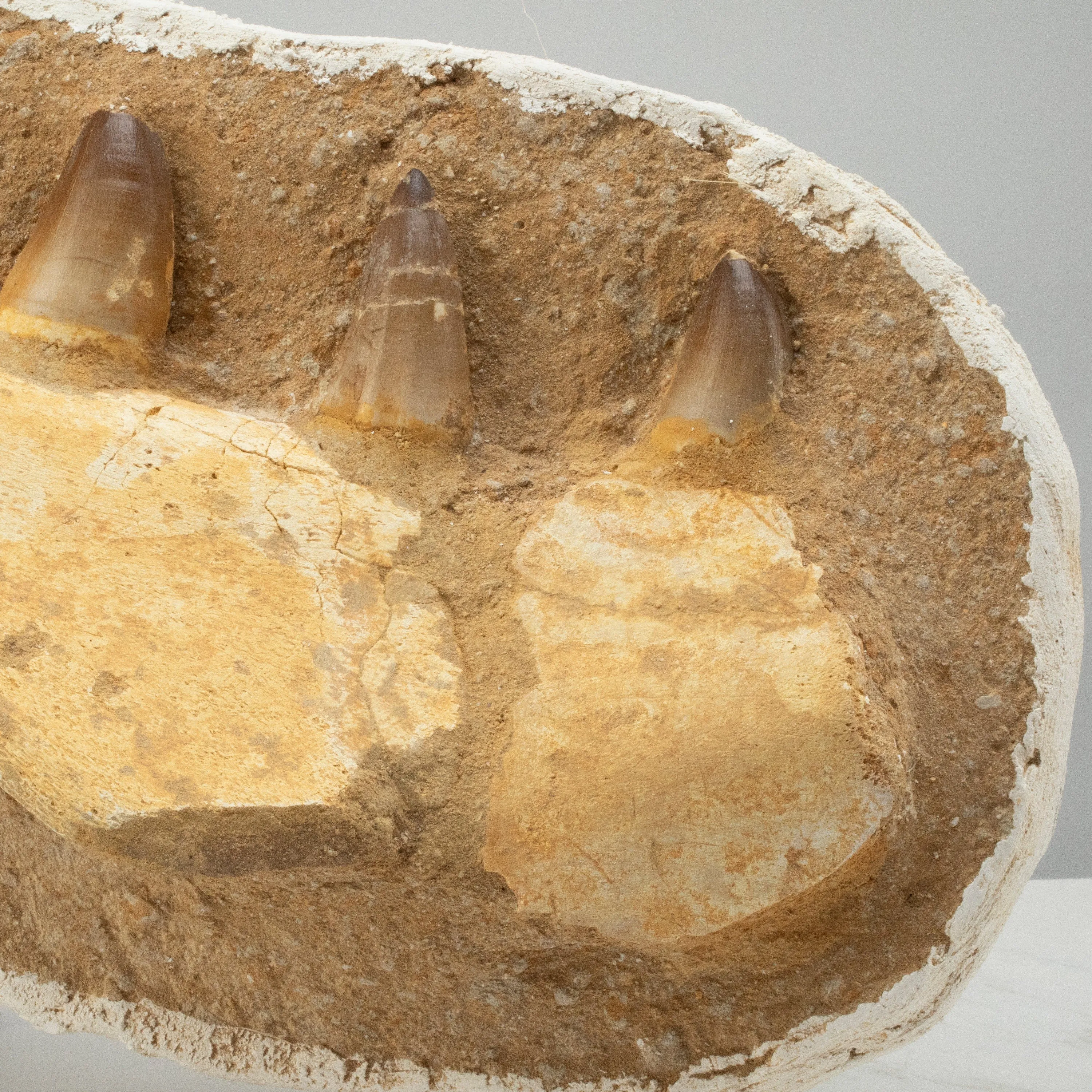 Mosasaurus Jaw and Teeth Fossil in Matrix - 20in.