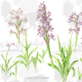 Wild Orchid Art - Botanical Print - Orchis papilionacea