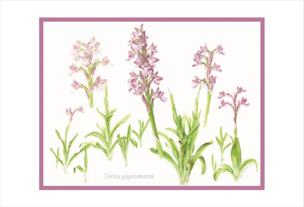 Wild Orchid Art - Botanical Print - Orchis papilionacea